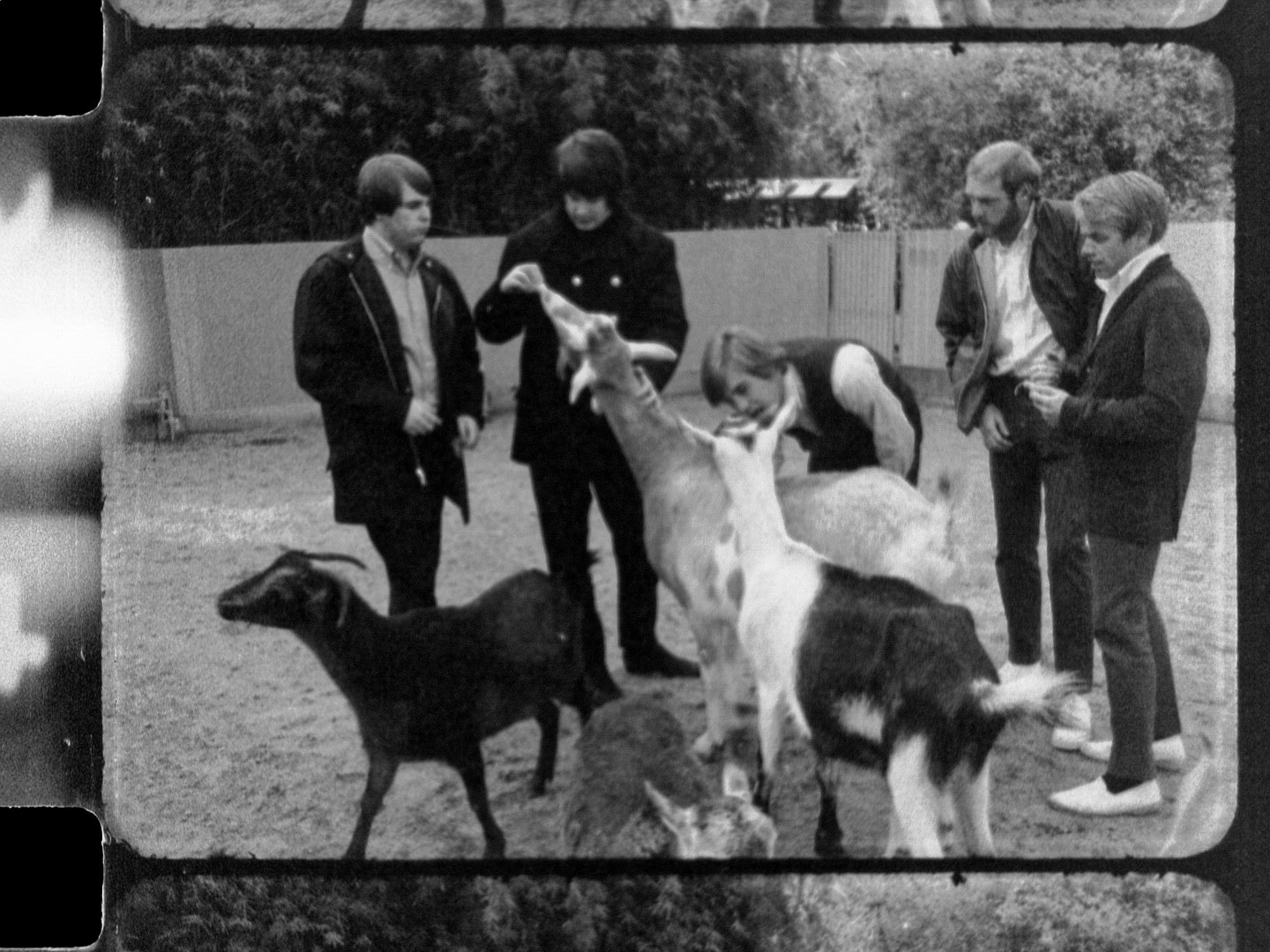 The Beach Boys at the San Diego Zoo in 1966 for Pet Sounds photoshoot