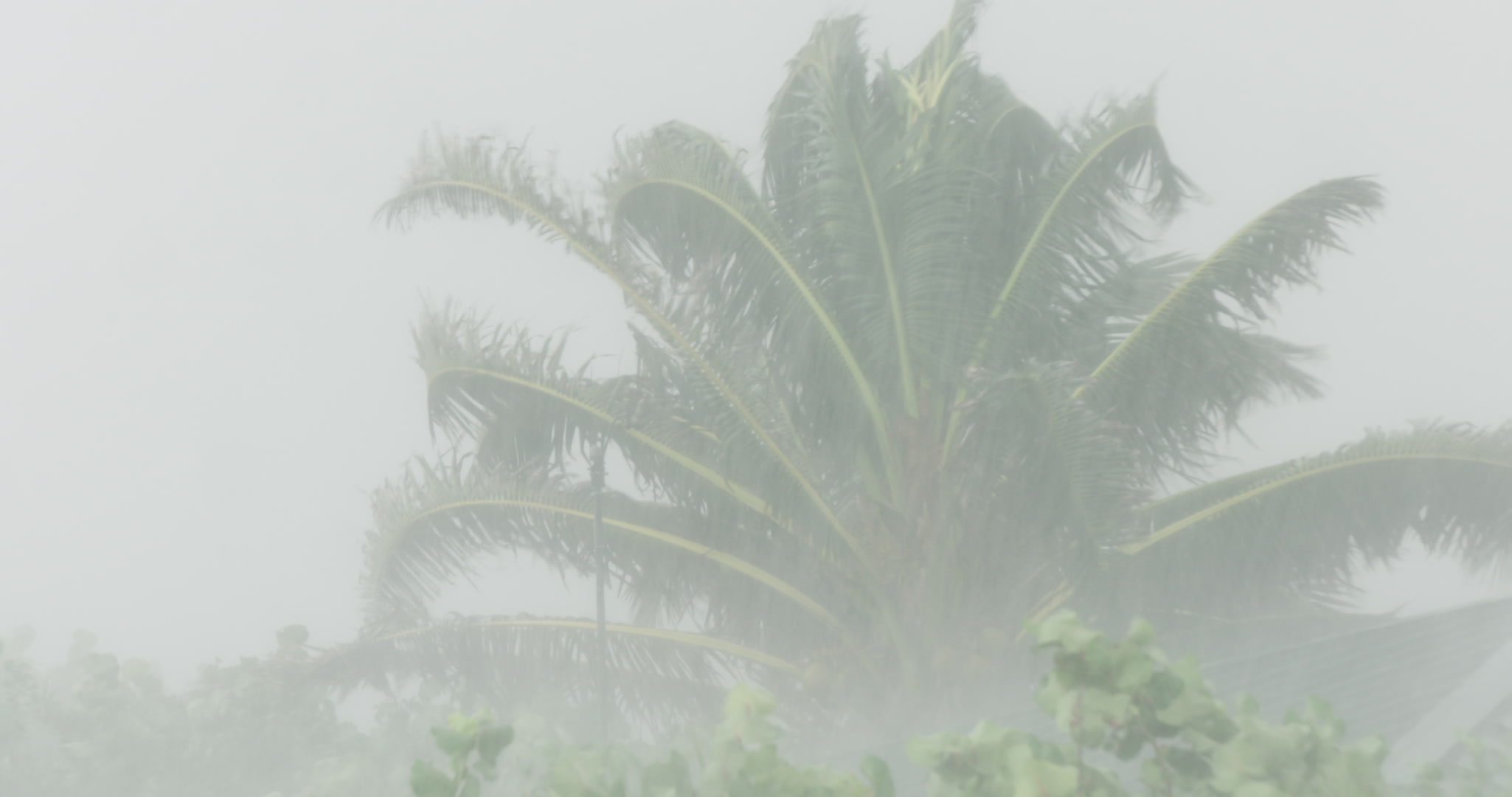 Intense wind, rain, large palm tree, Hurricane Matthew, Florida, Category 4, 2016. Cinematographer: Martin Lisius. DCI 4K.