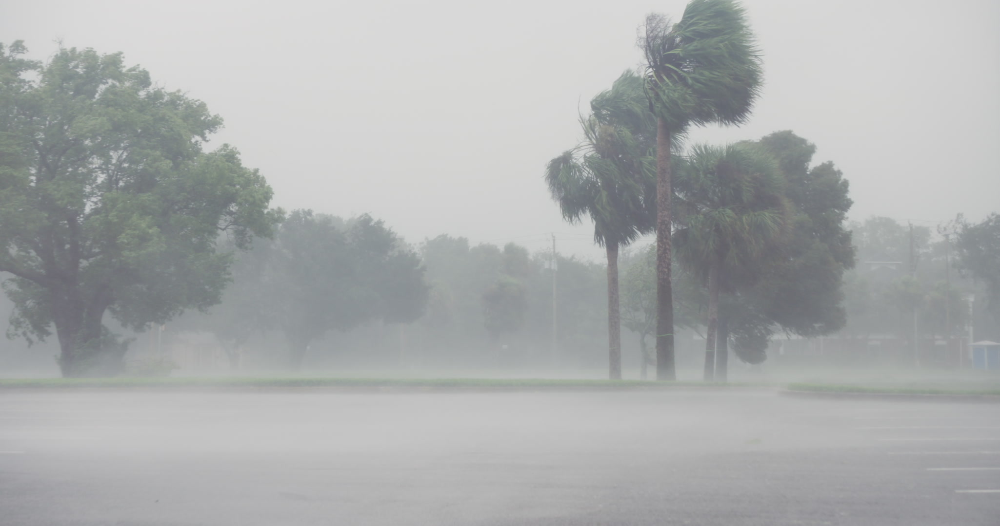 Intense wind and rain, palm trees, parking lot, Hurricane Matthew, Florida, Category 4, 2016. Cinematographer: Martin Lisius. DCI 4K. Need more Hurricane Matthew? Contact us.