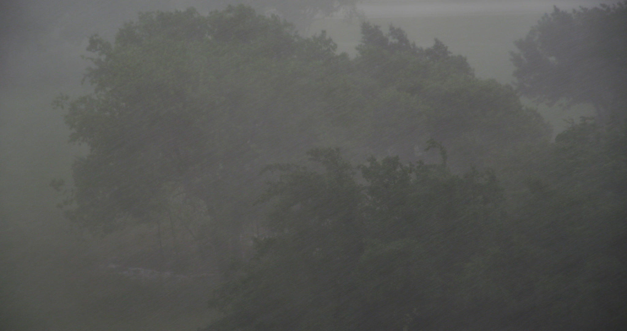 Rain storm - Heavy rain falls on trees, DCI 4K.