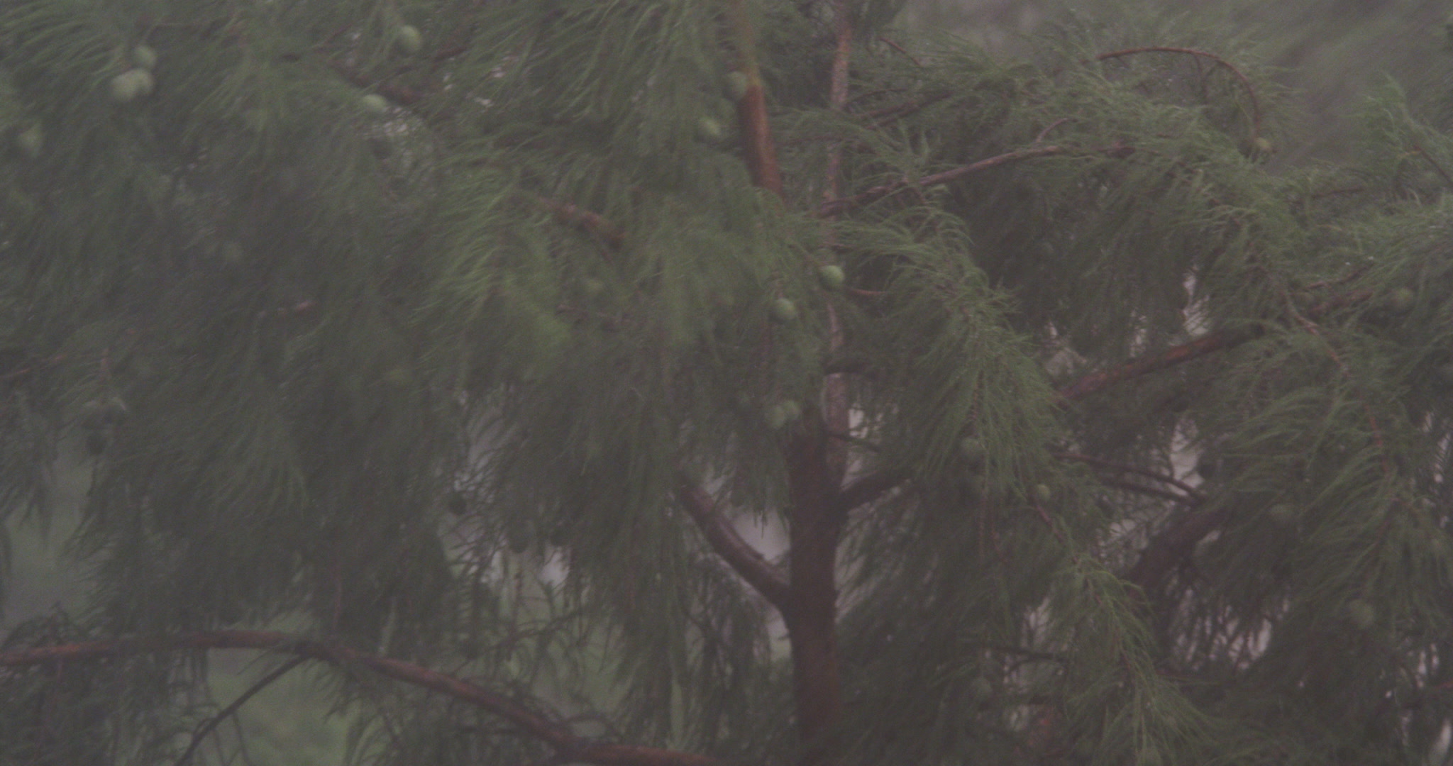 Rain storm - Rain falls past green Cyprus tree, 4K.