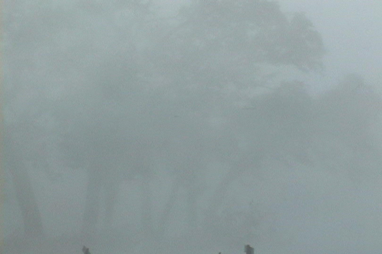 Intense wind and rain blow past trees, Hurricane Katrina.
