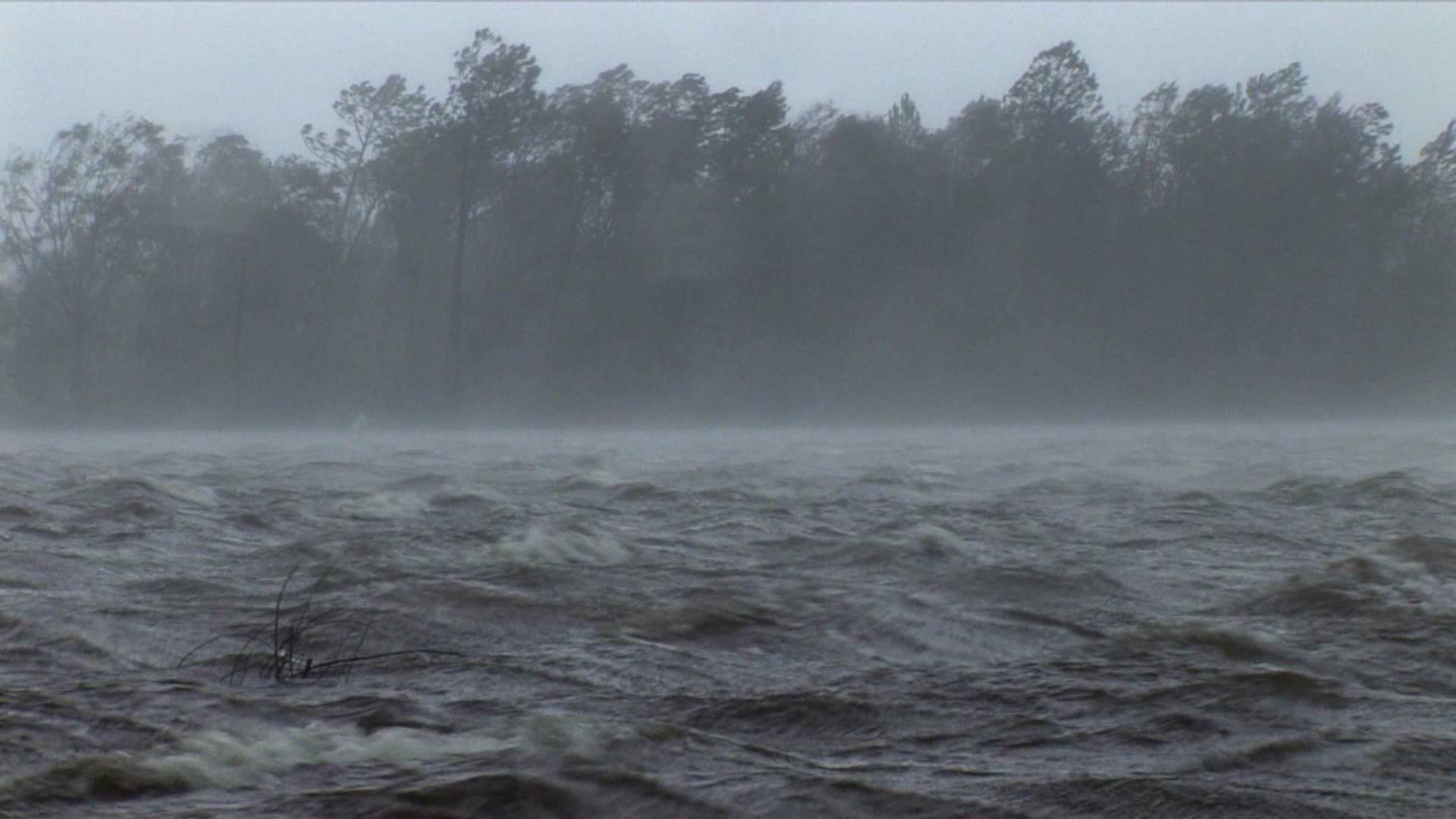 Intense wind and storm surge roll past pine trees, Hurricane Katrina, 4K video. Cinematographer: Martin Lisius.