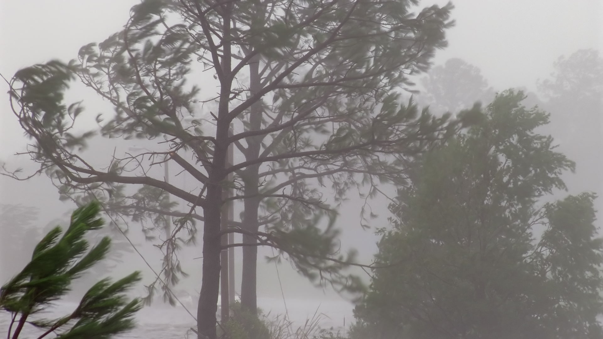 Hurricane Katrina wind and rain blow through pine tree, Super 35mm film to 4K video. Cinematographer: Martin Lisius.