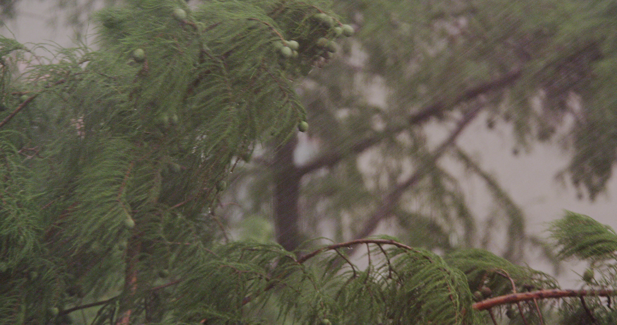 Close-up of heavy rain falling through green tree, 4K. Cinematographer: Martin Lisius. Camera: RED DSMC Dragon 5K.