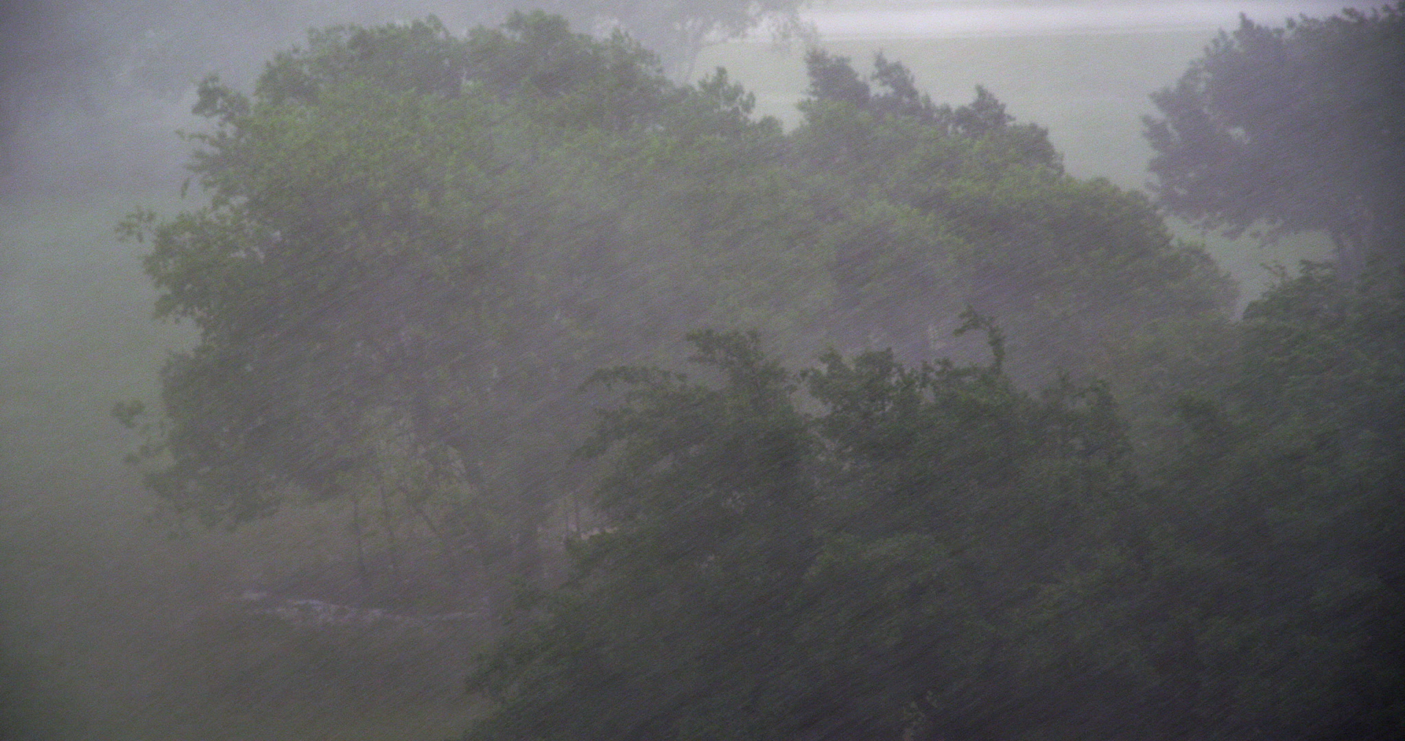 Heavy rain falls on green trees, high angle, windy, day, 4K. Cinematographer: Martin Lisius. Camera: RED DSMC Dragon 5K.